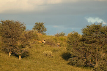 Gemsbok or South Africa Oryx in the Kgalagadi