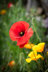 An red poppy in spring, the heart of the flower, with California poppies in background
