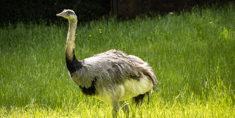 ostrich in the zoo