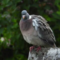 pigeon