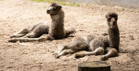 Tired camels