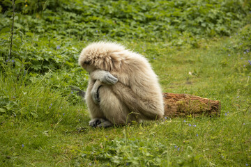 Human emotions in the zoo