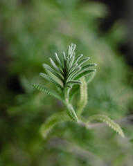 close up of fern