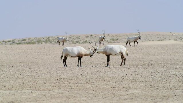 Two Arabian Oryx head against head in the Desert of sand, Middle East, Arabian Peninsula. Hot weather, heat wave