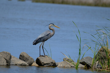 Gray-Blue Heron