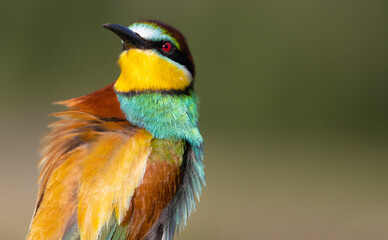 surprised beautiful bird looking at the camera