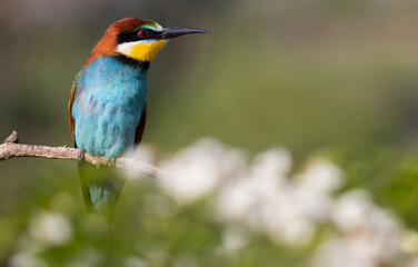 Fototapeta premium surprised beautiful bird looks to the side