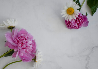 Peony flower and chamomile on marble background