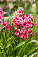 Fototapeta premium Hyacinthus close-up in garden in spring. Magenta flowers, floral pattern, nature background