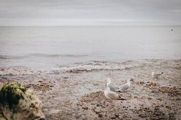 Etretat, France 01-06-2022: the etretat cliff during spring