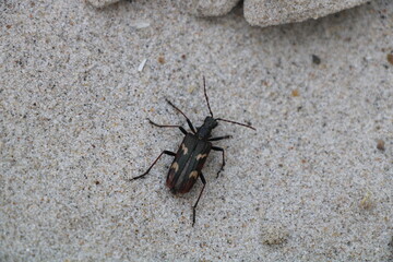 Beetle in the dunes