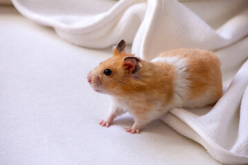 The Syrian hamster on a white blanket