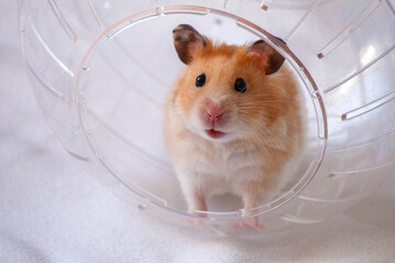 A hamster in a plastic ball
