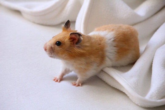 The Syrian hamster on a white blanket