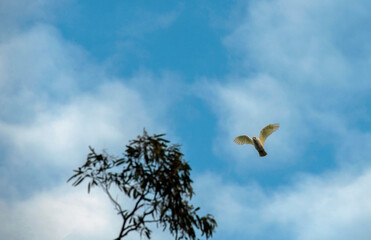 Little Corella (Cacatua sanguinea)