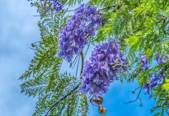 Colorful Jacaranda Flowers Waikiki Honolulu Hawaii