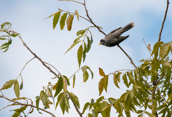 Noisy Miner (Manorina melanocephala)