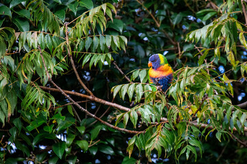 Rainbow Lorikeet (Trichoglossus moluccanus)