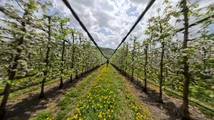 FPV sports drone shot follow man speed running at apple farm between plant rows agriculture landscape. Aerial view male fast runner at local fruit growing industrial plantation countryside cultivation - Powered by Adobe