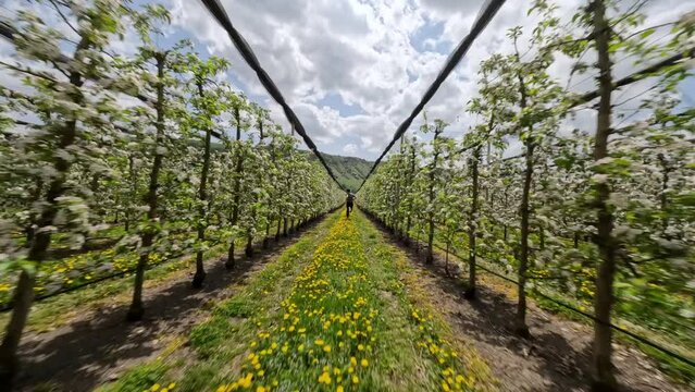 FPV sports drone shot follow man speed running at apple farm between plant rows agriculture landscape. Aerial view male fast runner at local fruit growing industrial plantation countryside cultivation