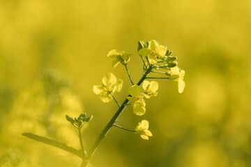 rzepak pole żółte kwiaty na żółtym tle - obrazy, fototapety, plakaty
