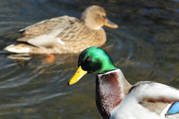 a male river duck in the water got into the frame close-up