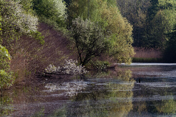 drzewa kwitnące nad wodą kolorowe © Colorful Soul