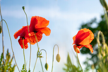Blooming red poppies and green buds background a blue sky.
