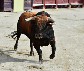 toro bravo español en una plaza de toros durante un espectaculo de toreo