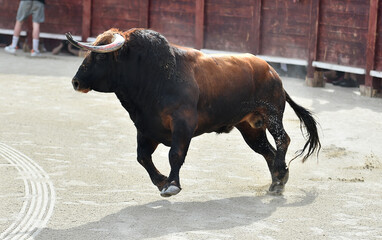toro bravo español en una plaza de toros durante un espectaculo de toreo