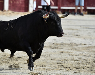 toro bravo español con grandes cuernos en una plaza de toros durante un espectaculo taurino