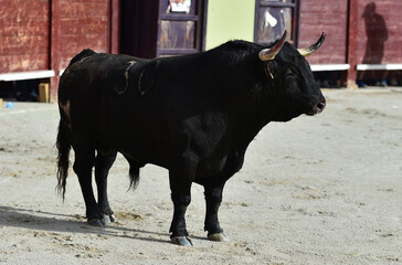 toro bravo español con grandes cuernos en una plaza de toros durante un espectaculo taurino