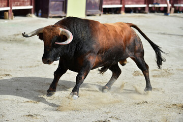 spanish bull with big horns in spain