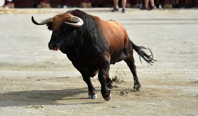 spanish bull with big horns in spain