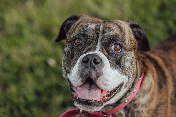 Playful American Bulldog in outdoor park setting