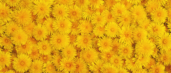 Background and texture of yellow dandelions. Panorama. View from above.