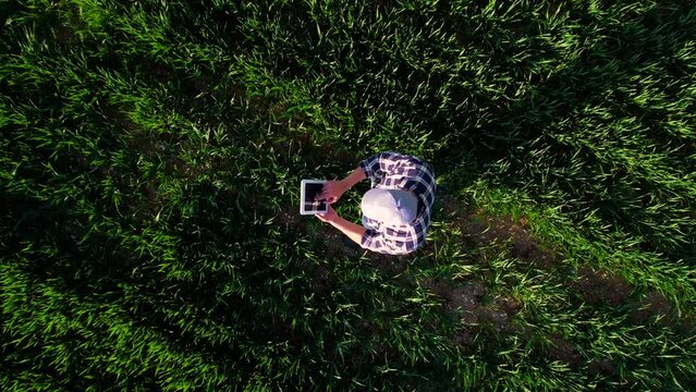 Farmer using tablet in wheat field. View from above of a farmer in blue shirt using a tablet in a young wheat field. High quality 4k footage