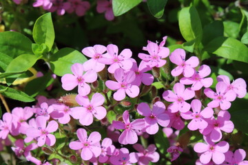 tender pink flowers on a flower bed in the city park