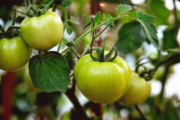 Young green tomatoes grow in a greenhouse in the garden, a branch of tomatoes close-up, evening sunlight. Selective focus