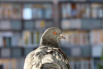 Dove closeup portrait, bird on the window, amazing beautiful portrait, perfect view 