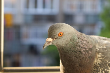Dove closeup portrait, bird on the window, perfect animal portrait 
