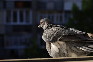 Dove closeup portrait, bird on the window, flying, beautiful sunny day