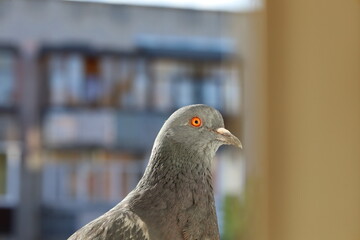 Dove closeup portrait, bird on the window, cute animal 