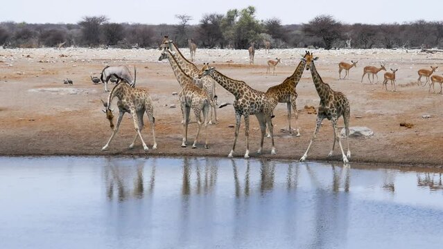 Giraffes and springboks, gemsbok (oryx) drink water from a small pond or waterhole in Etosha, Namibia. Wild safari in Africa. Safari ride. A Game drive. Wildlife watching in the comfort 4WD open