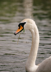 Fototapeta premium swan on the water