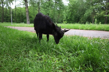 Goats in the rainy summer forest