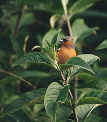 bird in a tree 