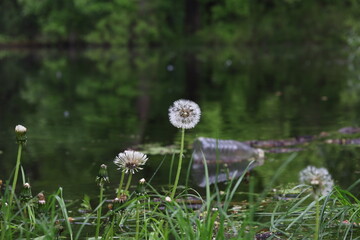 Dandelion on the background of garbage in the lake