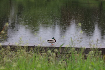 Lonely duck in a rainy park, summer city atmosphere 