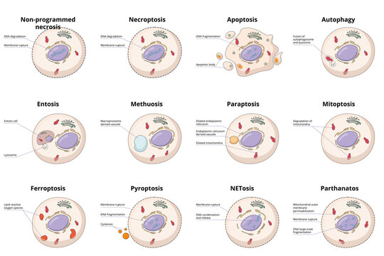 Cell death types: general differences between cell death processes, including common necrosis, autophagy, apoptosis, and specific entosis, paraptosis, and ferroptosis.